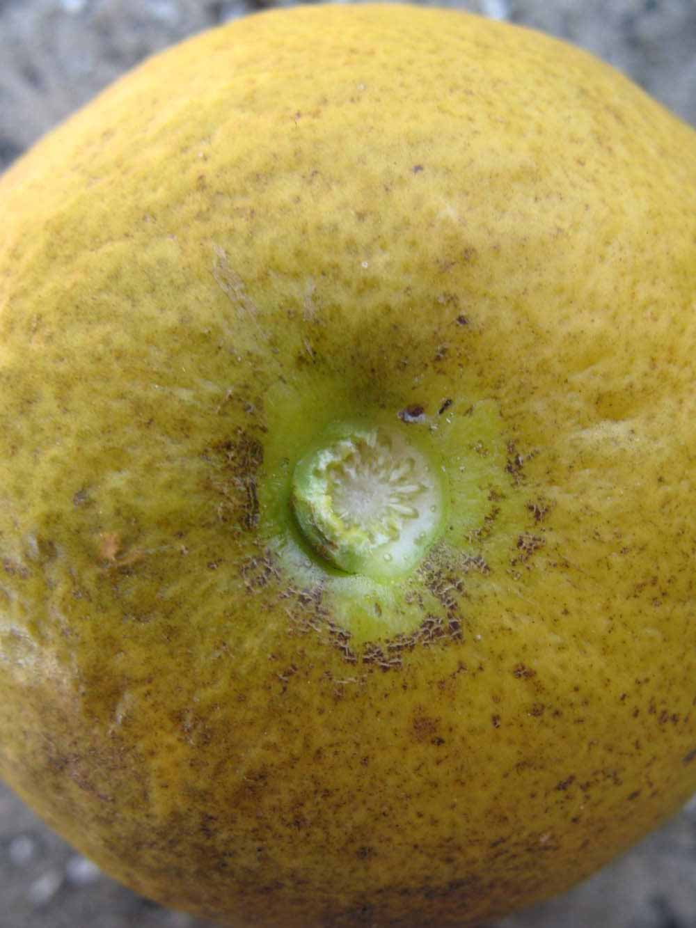              Fruit (Winter Haven, FL)       